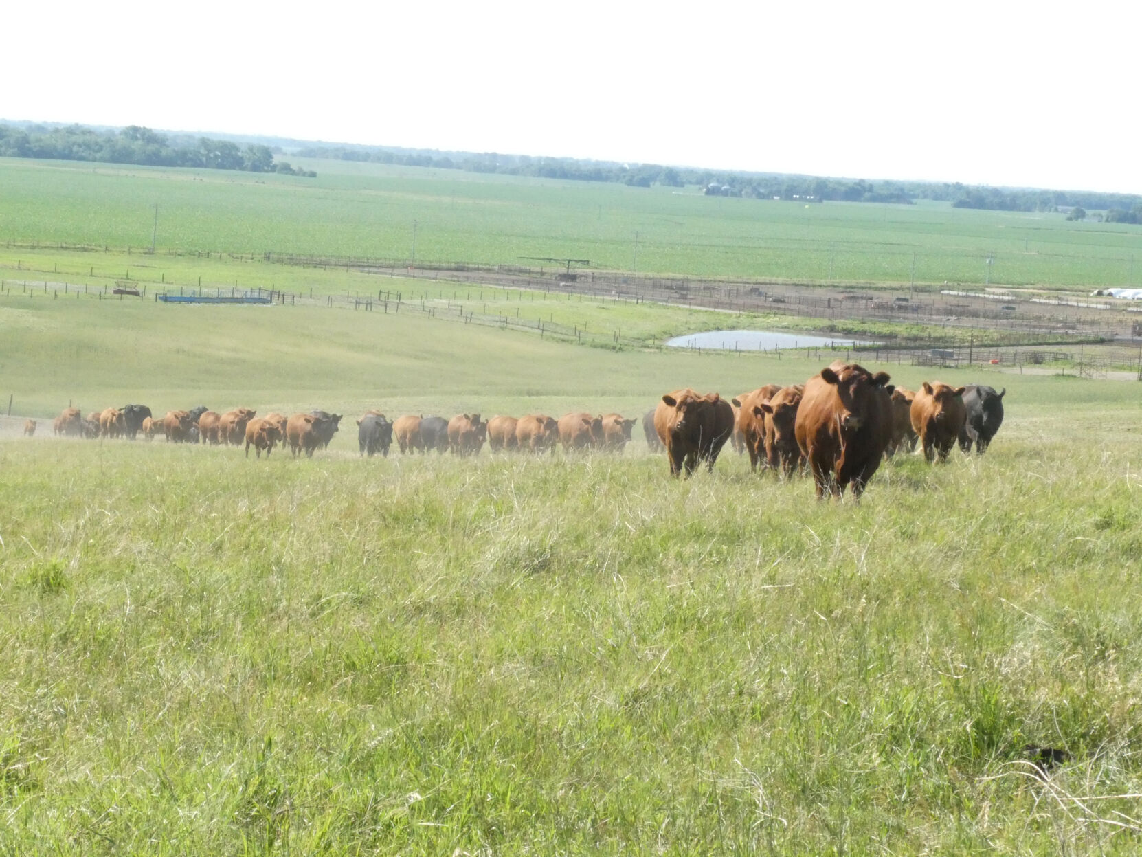 Cattle up a hill